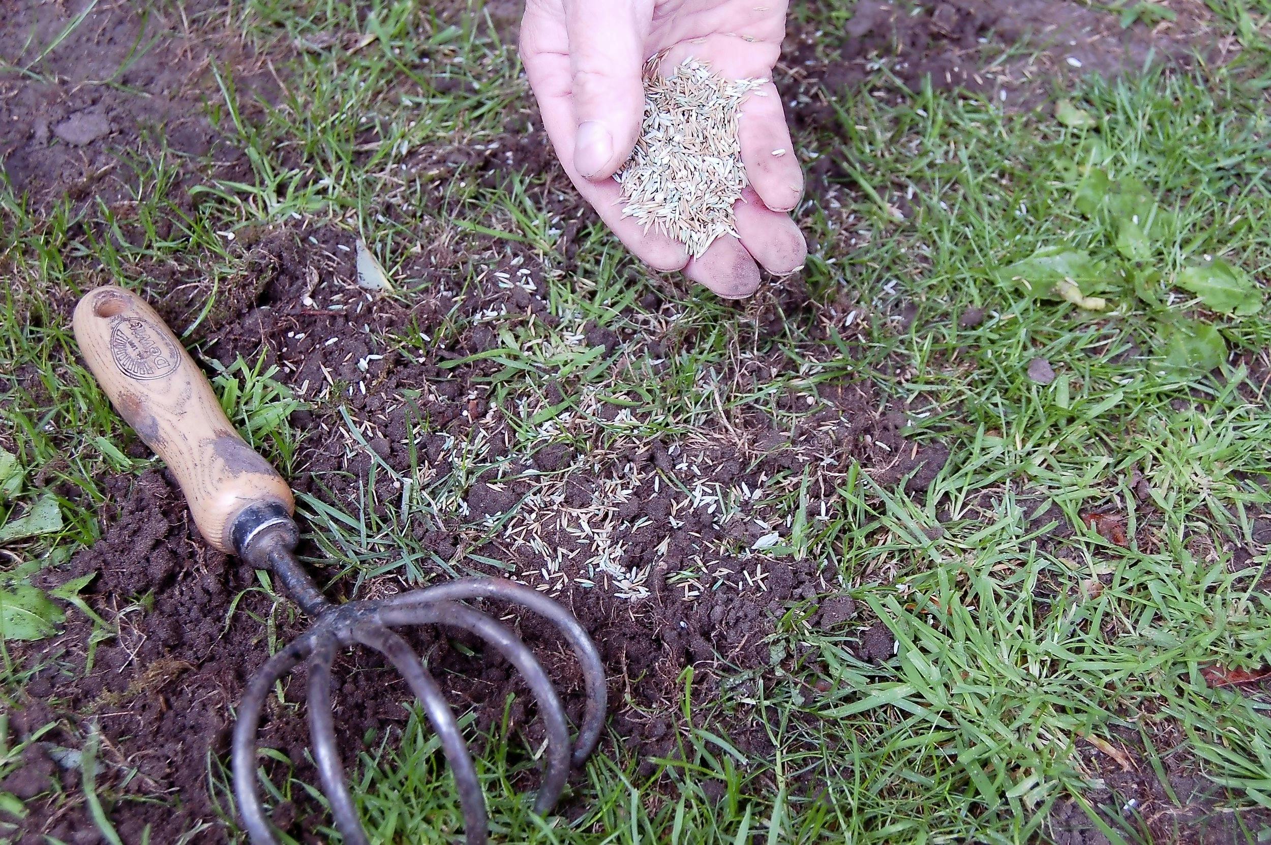 Sow Grass Seed channel_name